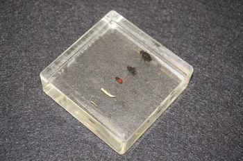Жизненный цикл образцов комнатных мух в прозрачном люцитовом учебном оборудовании
