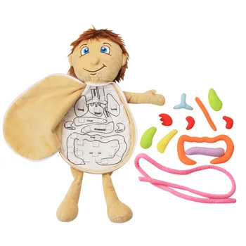 Человеческие внутренности Когнитивный малыш 3D Головоломка Анатомическая кукла Обучающий орган SoftToy Орган тела Обучающий инструмент